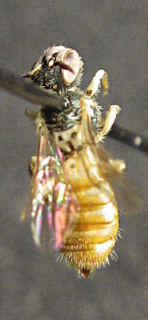 Perdita polygonellae, female, top