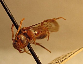 Nomada fuscicincta, female, front left