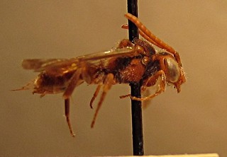 Nomada fuscicincta, female, right side