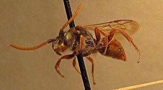 Nomada fuscicincta, male, front right 2