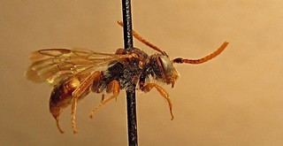 Nomada fuscicincta, male, right side