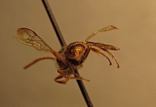 Nomada idahoensis, male, back 2
