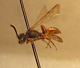 Nomada idahoensis, male, left side