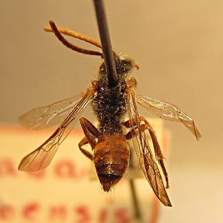 Nomada idahoensis, male, top
