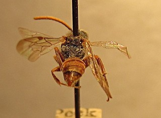 Nomada idahoensis, male, top back