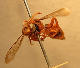Nomada nigrociliata, female, front left