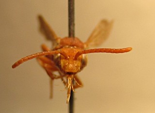 Nomada nigrofasciata, female, face