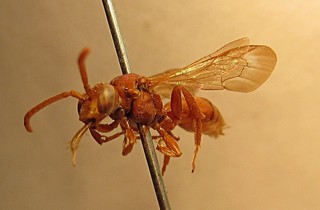Nomada nigrofasciata, female, front left