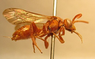 Nomada nigrofasciata, female, right side