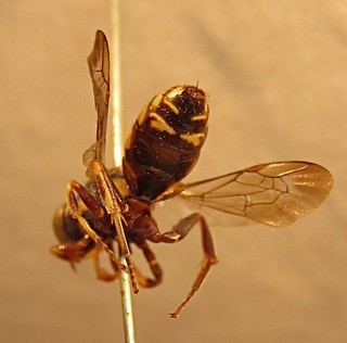 Nomada pallidelutea, female, back left 3