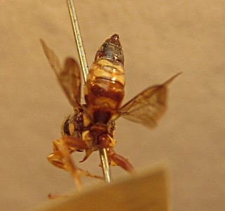Nomada pallidelutea, male, back left