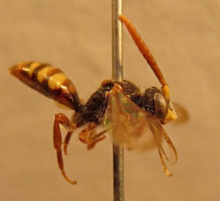 Nomada parallela, male, right side