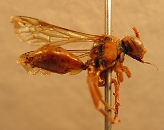 Nomada siouxensis, female, right side