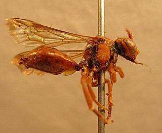 Nomada siouxensis, female, right side 2