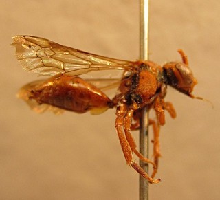 Nomada siouxensis, female, right side 3