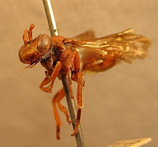 Nomada siouxensis, front left