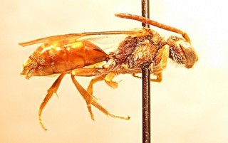 Nomada subnigrocincta, female, right side