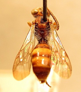 Nomada subnigrocincta, female, top