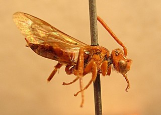 Nomada ultimella septentrionalis, female, right side