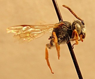 Nomada utensis, male, right side