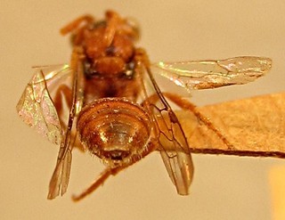 Nomada wyomingensis, female, back