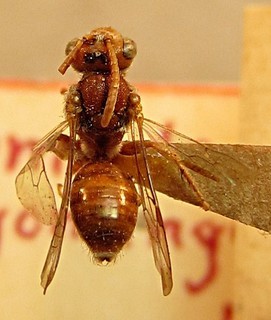 Nomada wyomingensis, female, top