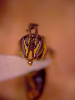 Hylaeus graenicheri, male face 2