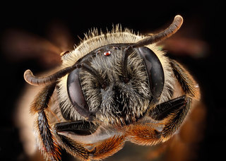 Andrena fragilis, -female, -face 2012-06-11-15.36.30