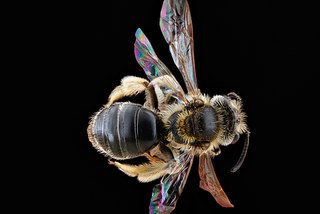 Andrena imitatrix, -female, -back2012-06-04-11.02.26