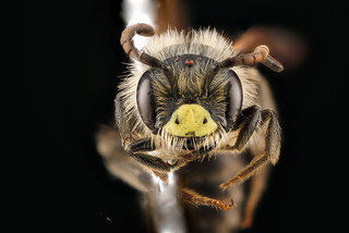 Andrena miserabilis, -male, -face 2012-06-04-11.21.42