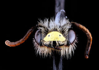 Andrena miserabilis, -male, -face 2012-06-05-12.44.54