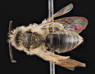 Andrena nasonii, -back 2012-06-05-12.51.12