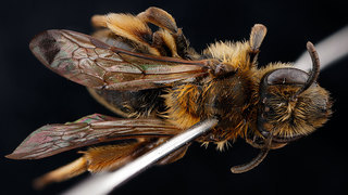 Andrena nigrihirta, -female, -back