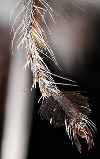 Anthophora vannigera, -male, -leg
