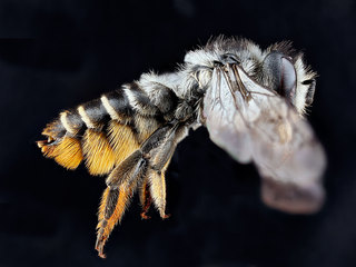 Megachile relativa, -female, -side 2012-06-08-14.31.21
