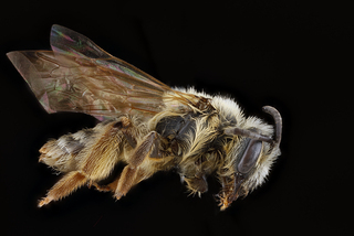Andrena bisalicis, female, side 2012-08-06-18.04.10
