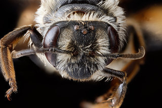 Andrena crataegi, -female, -face 2012-08-07-18.55.32