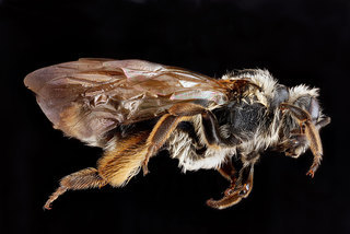 Andrena crataegi, -female, -side 2012-08-07-19.11.46