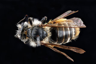 Andrena gardineri, -female-back 2012-07-02-1555.26