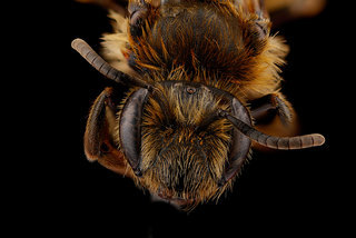 Andrena nigrihirta, -female-face 2012-04-09-1354.47-ZS-DMap