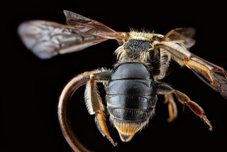 Andrena nuda, -female, -abdomen 2012-08-03-17.01.27