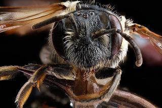 Andrena nuda, -female, -face 2012-08-03-17.21.38