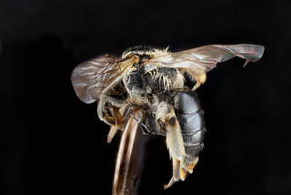Andrena nuda, -female, -side 2012-08-03-17.35.01