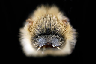 Andrena vicina, -male, -pronotal-collar, -anterior 2012-07-19-16.49.46