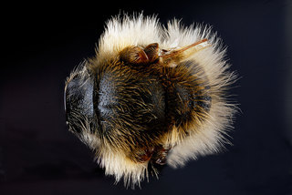 Andrena vicina, -male, -pronotal-collar, -dorsal 2012-07-19-16.57.30