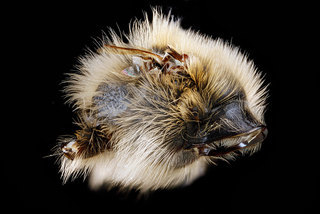 Andrena vicina, -male, -pronotal-collar, -side 2012-07-19-17.04.10