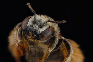 Exomalopsis similis, -female-face 2012-07-03-1457.18