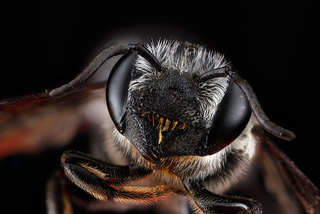 Megachile frugalis, -female-face 2012-07-10-121834