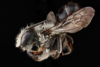 Megachile gemula, -side 2012-07-02-165327