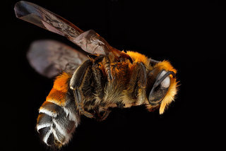 Megachile lanata, -male, -side 2012-06-14-15.26.15
